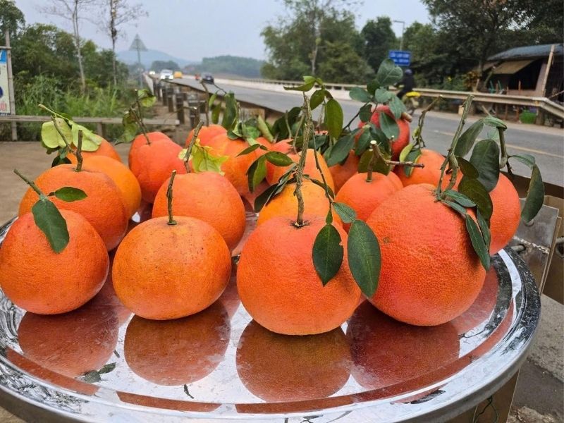 Bưởi Đỏ Tiến Vua Thanh Hóa: Đặc Sản Hút Khách Ngày Tết 2 3. Ý Nghĩa Phong Thủy Và Giá Trị Quà Biếu Ngày Tết