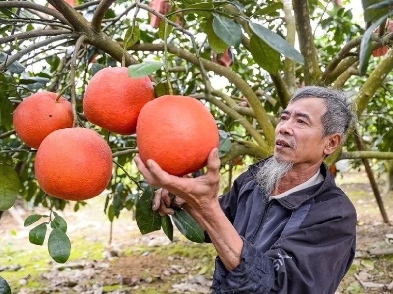 Bưởi Đỏ Tiến Vua Thanh Hóa: Đặc Sản Hút Khách Ngày Tết 3 4. Hướng Dẫn Chọn Mua Bưởi Đỏ Luận Văn Chuẩn Gốc Thanh Hóa